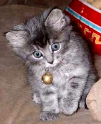 grey-tabby-kitten.jpg